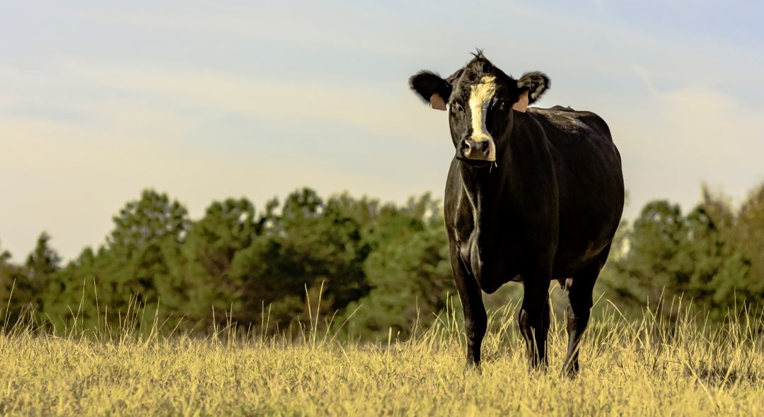 Beef Farmers of Ontario & Ontario Pork